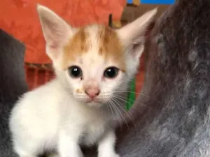 Gato raça SRD idade Abaixo de 2 meses nome Vivian