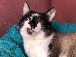 Gato raça SRD idade  nome Felix