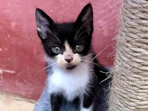 Gato raça SRD idade Abaixo de 2 meses nome Tom