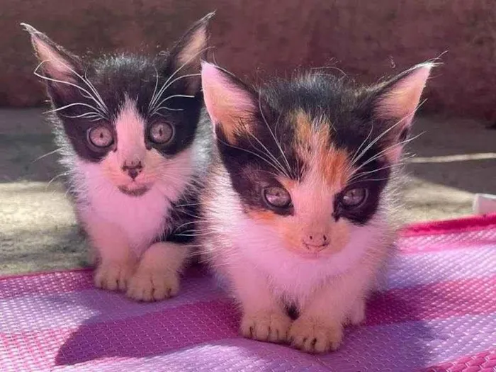 Gato raça SRD idade Abaixo de 2 meses nome Theo e Thereza