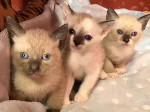Gato raça SRD idade Abaixo de 2 meses nome Filhotes 