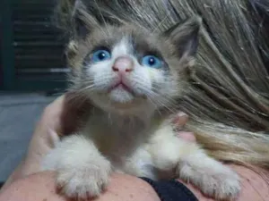 Gato raça SRD idade Abaixo de 2 meses nome JOAQUINA