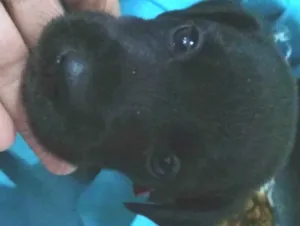 Cachorro raça Indefinido  idade Abaixo de 2 meses nome Moly