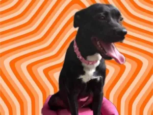 Cachorro raça Srd idade 7 a 11 meses nome Alina bb10meses 