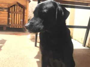 Cachorro raça Dog alemão com lavrador  idade 2 anos nome Zoe 