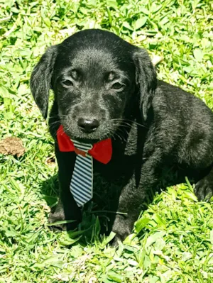 Cachorro raça Vira lata idade 2 a 6 meses nome Lupy 