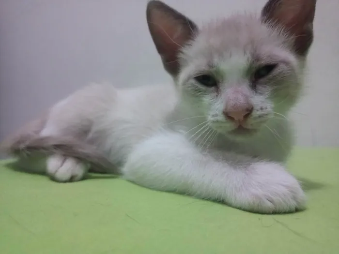 Gato ra a Vira lata  idade 2 a 6 meses nome Pingo