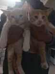 Tico & Teco