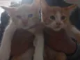 Tico & Teco