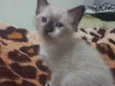 Estrela