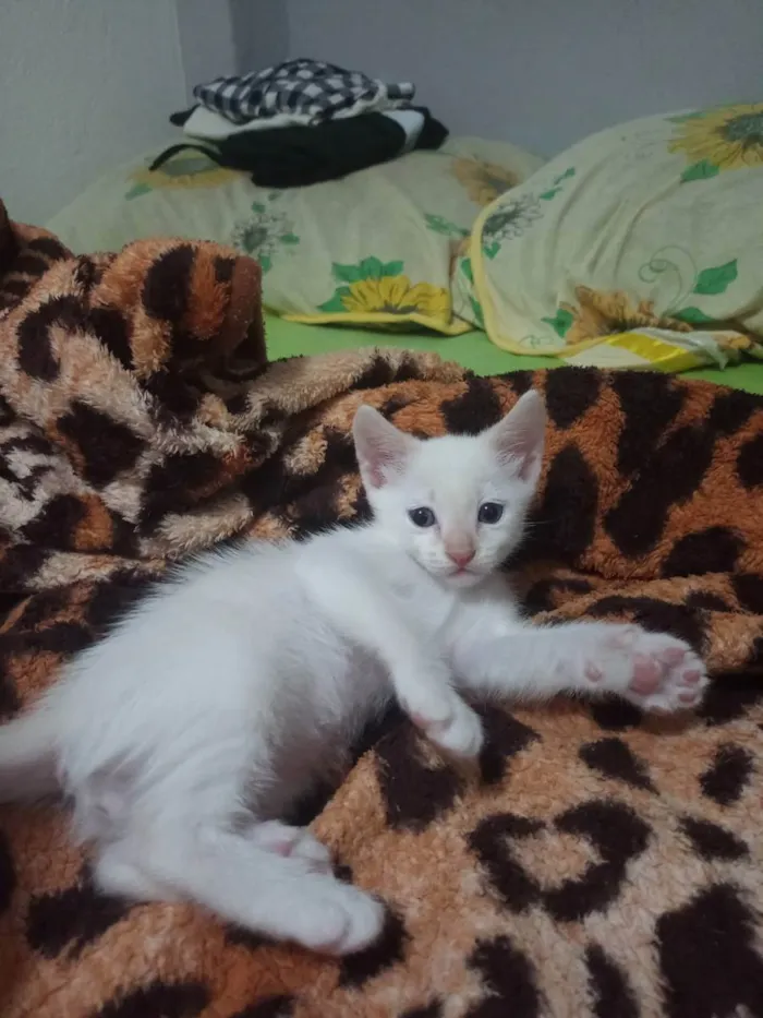 Gato ra a Vira lata  idade Abaixo de 2 meses nome Flokinho 