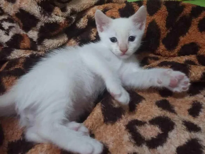 Gato ra a Vira lata  idade Abaixo de 2 meses nome Flokinho 