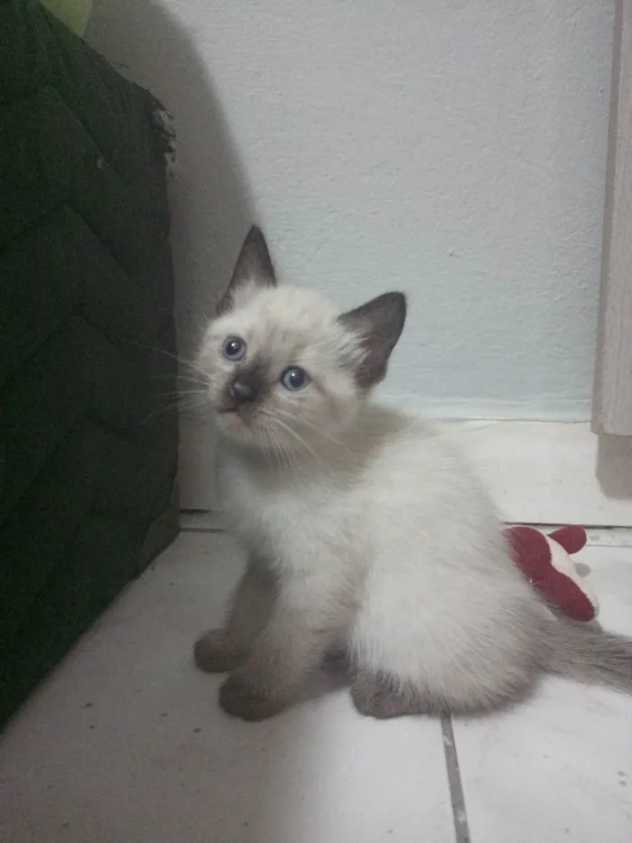 Gato ra a Vira lata  idade Abaixo de 2 meses nome Chiquinha 