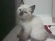 Chiquinha 
