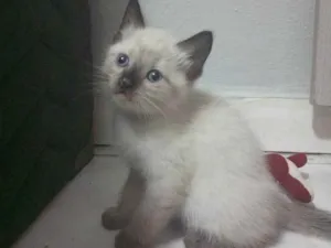 Gato raça Vira lata  idade Abaixo de 2 meses nome Chiquinha 