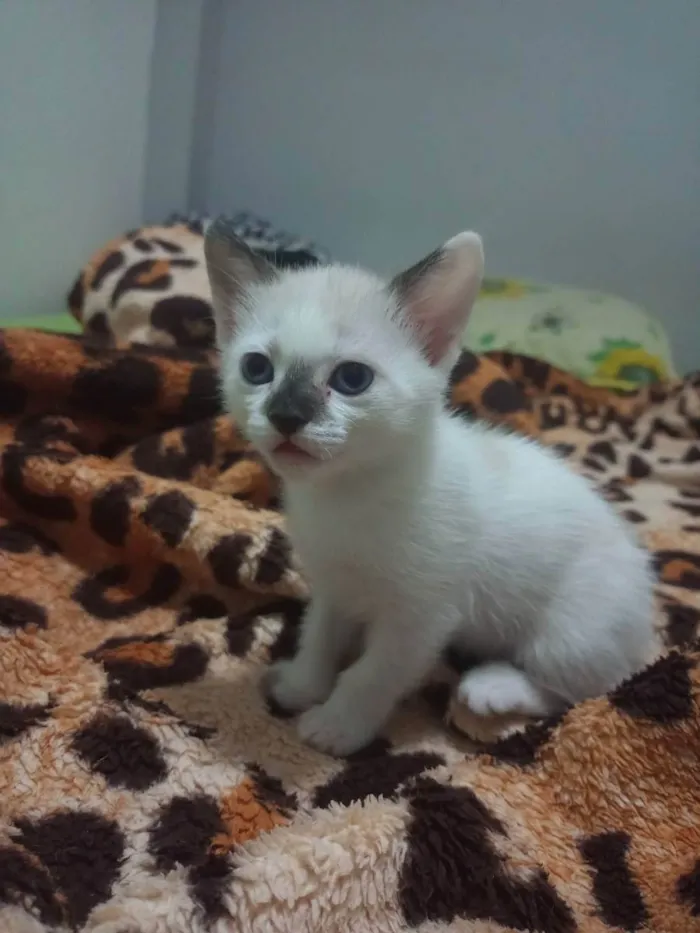 Gato ra a Vira lata  idade Abaixo de 2 meses nome Olga 