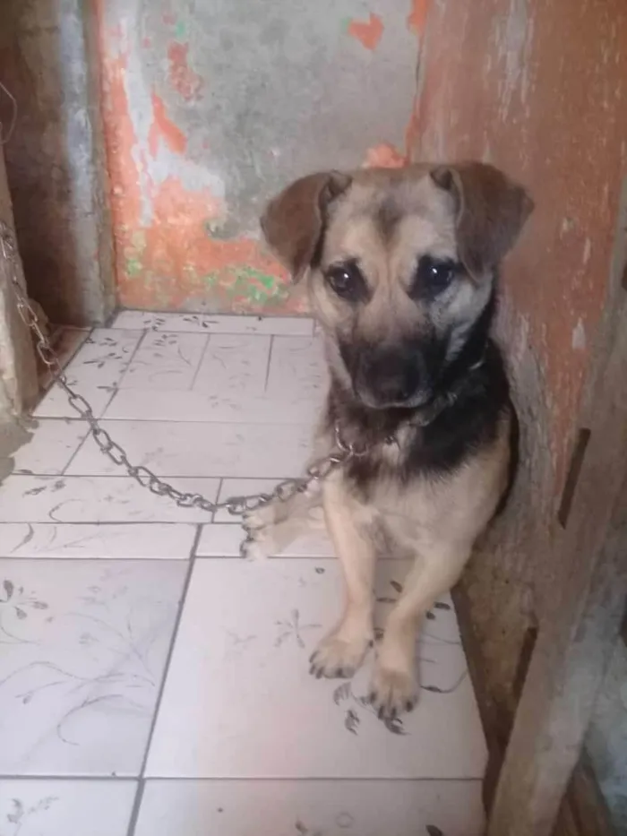 Cachorro ra a Vira lata idade 4 anos nome Marmaduke 