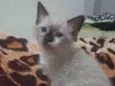 Estrela