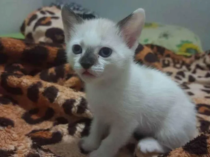 Gato ra a Vira lata  idade Abaixo de 2 meses nome Olga 