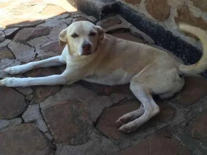 Cachorro raça Indefinida idade 1 ano nome Sem nome