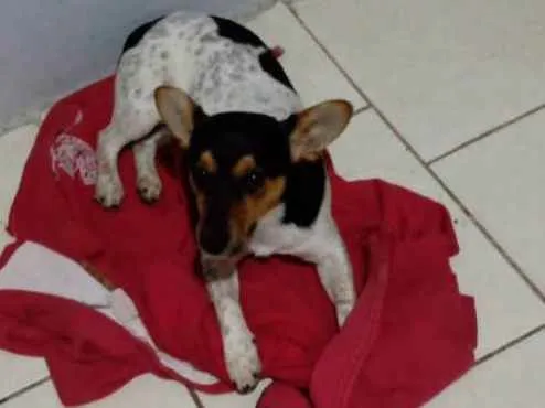 Cachorro ra a Vira lata idade 7 a 11 meses nome Otis