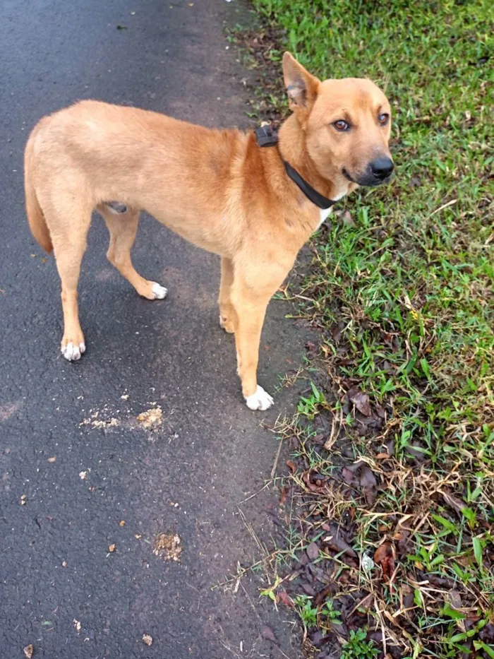 Cachorro ra a SRD idade 2 anos nome Caramelo 