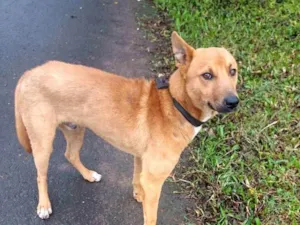 Cachorro raça SRD idade 2 anos nome Caramelo 