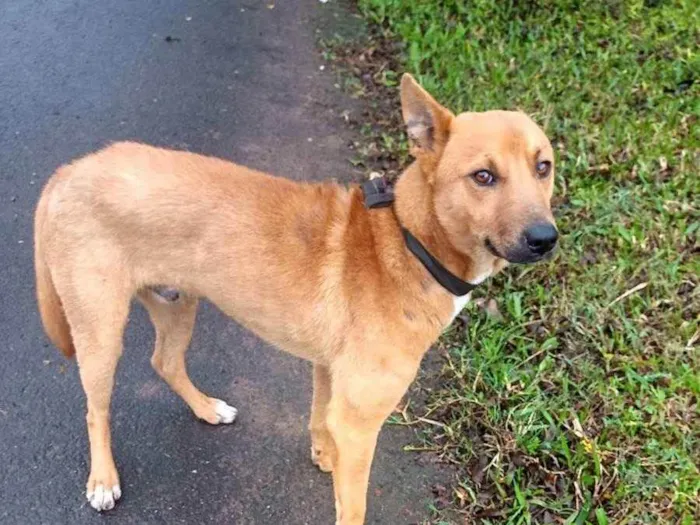 Cachorro ra a SRD idade 2 anos nome Caramelo 