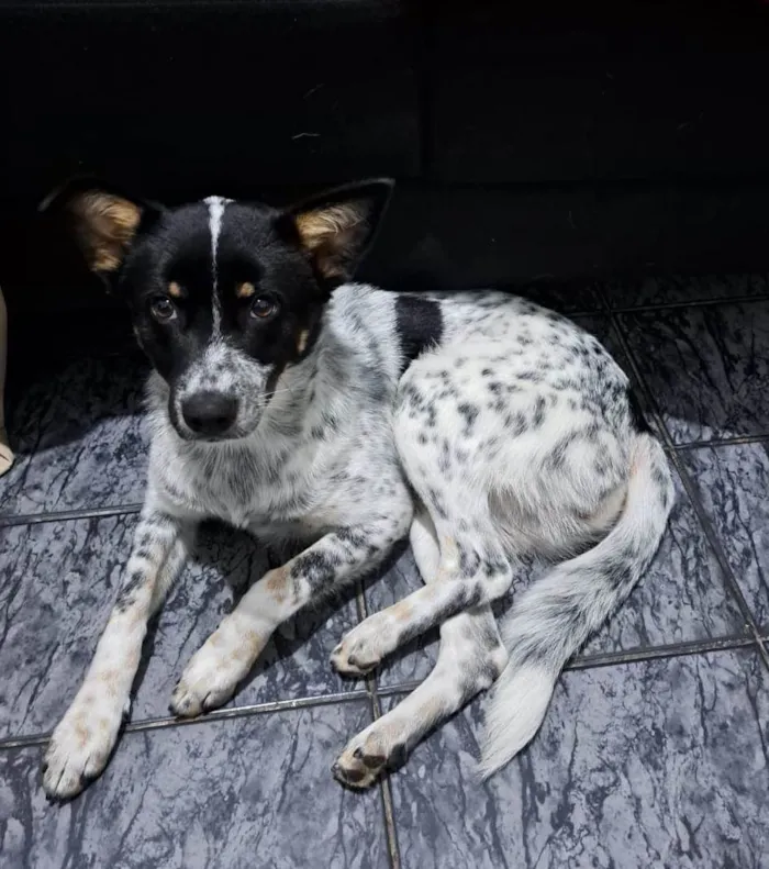 Cachorro raça Nao sei idade 1 ano nome Cachorro, sem nome