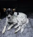 Cachorro, sem nome