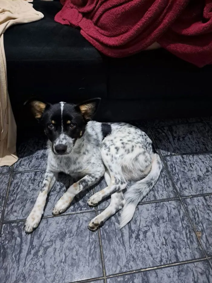 Cachorro raça Nao sei idade 1 ano nome Cachorro, sem nome