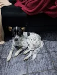Cachorro, sem nome