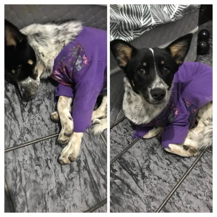 Cachorro raça Nao sei idade 1 ano nome Cachorro, sem nome