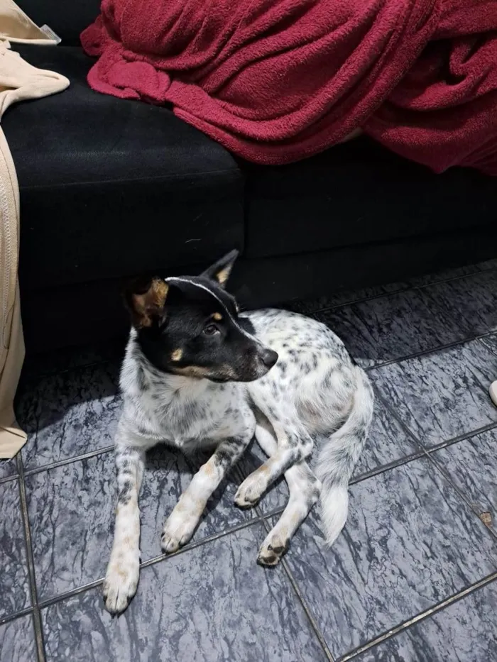 Cachorro raça Nao sei idade 1 ano nome Cachorro, sem nome