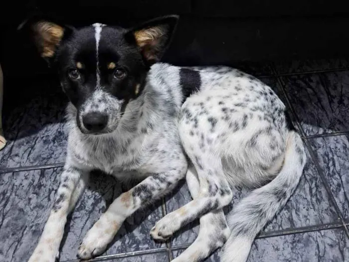 Cachorro raça Nao sei idade 1 ano nome Cachorro, sem nome