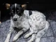 Cachorro, sem nome