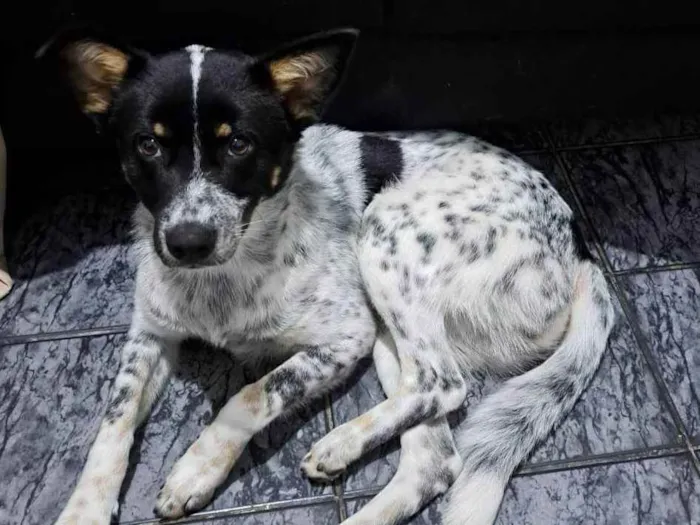 Cachorro raça Nao sei idade 1 ano nome Cachorro, sem nome