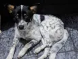 Cachorro, sem nome