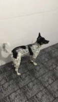 Cachorro, sem nome