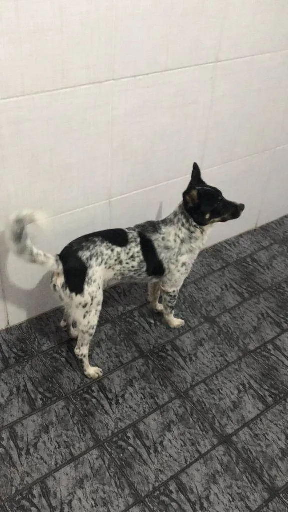 Cachorro raça Nao sei idade 1 ano nome Cachorro, sem nome