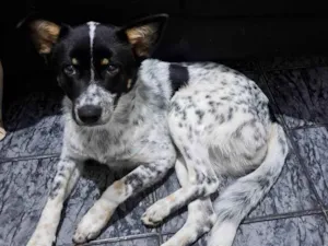 Cachorro raça Nao sei idade 1 ano nome Cachorro, sem nome