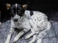 Cachorro, sem nome