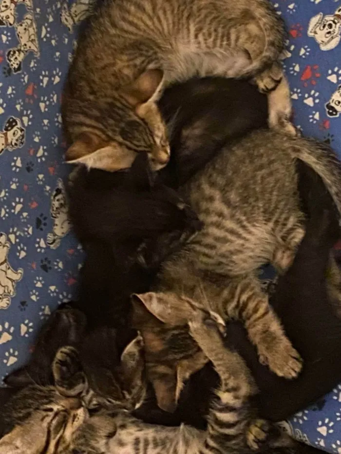 Gato raça SRD idade Abaixo de 2 meses nome Sem nomes 