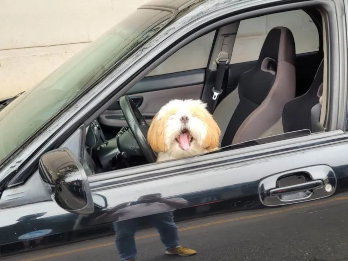 Cachorro raça Lhasa apso idade 2 anos nome Felipe