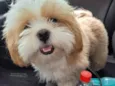 Cachorro raça Lhasa apso idade 2 anos nome Felipe
