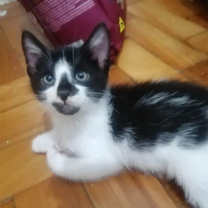 Gato ra a SRD idade Abaixo de 2 meses nome .