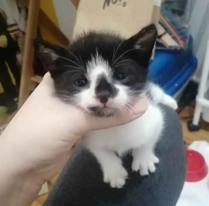 Gato ra a SRD idade Abaixo de 2 meses nome .