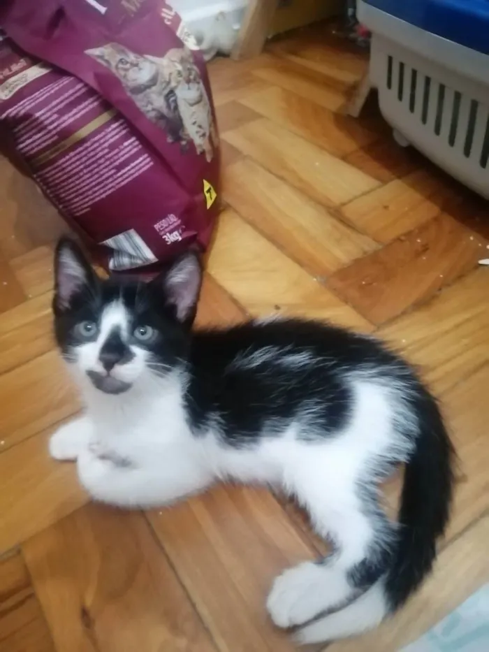 Gato ra a SRD idade Abaixo de 2 meses nome .