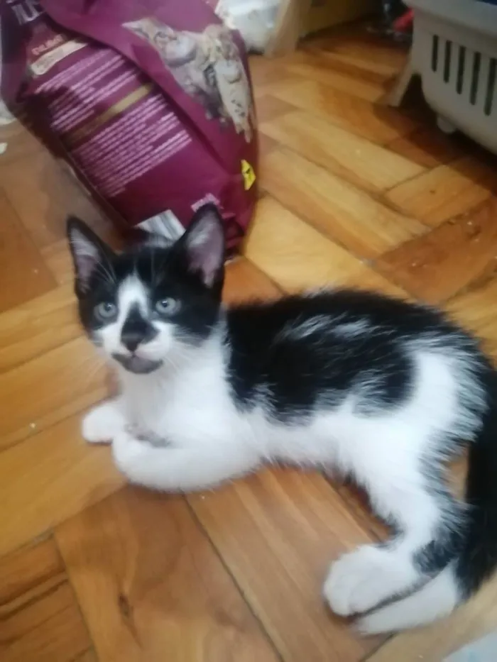 Gato ra a SRD idade Abaixo de 2 meses nome .