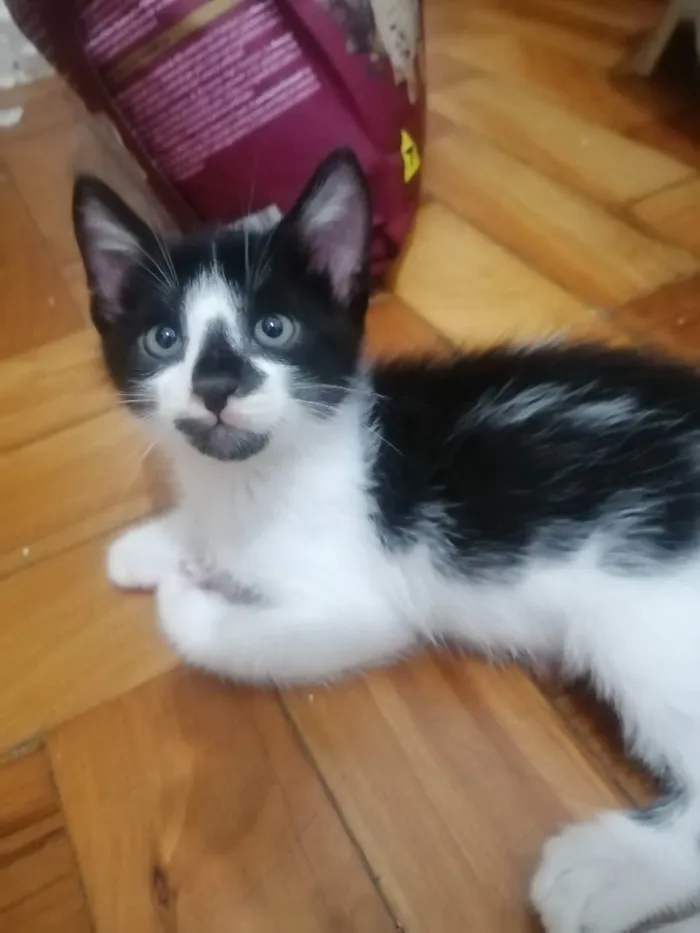 Gato ra a SRD idade Abaixo de 2 meses nome .